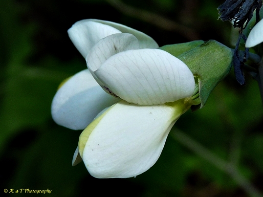 {Baptisia leucantha}